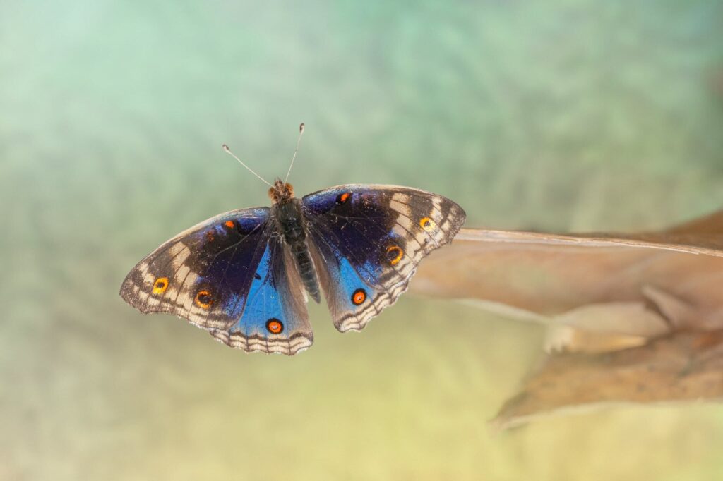 close up shot of a blue pansy butterfly