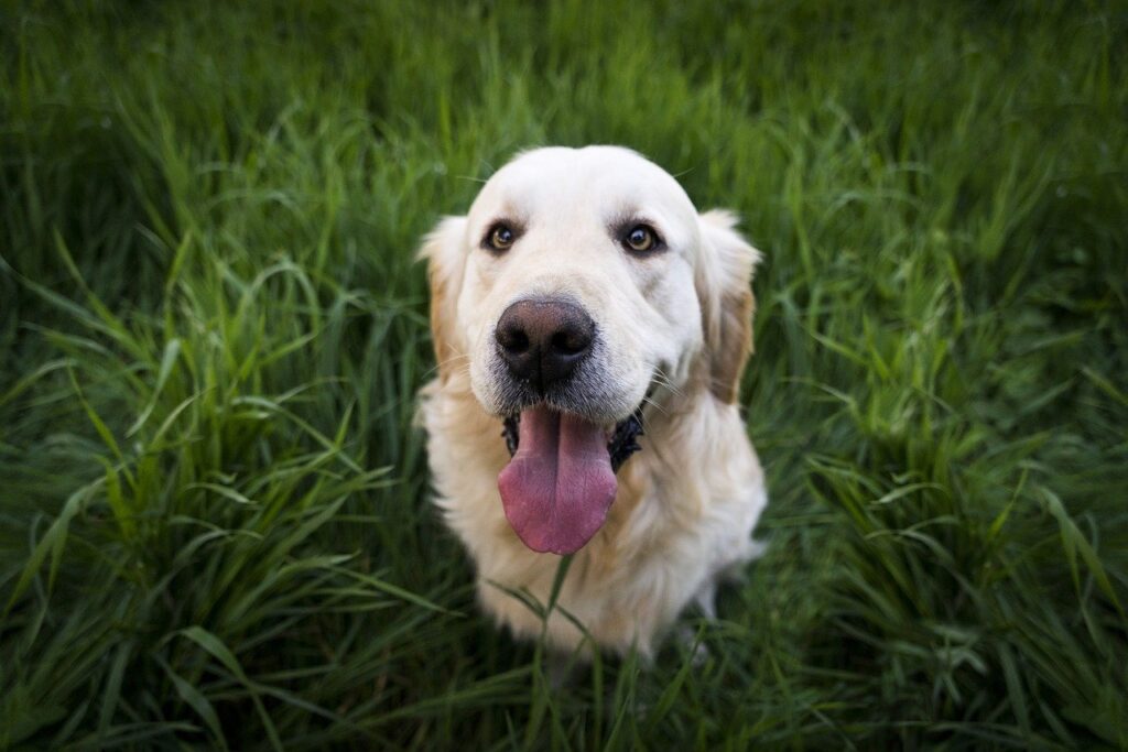 Dog Pet Animal Cute  - Pexels / Pixabay