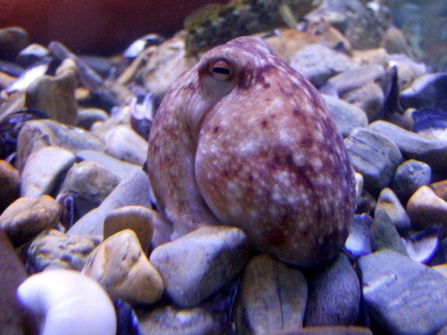 Ollie the Octopus at the Ocean Lab