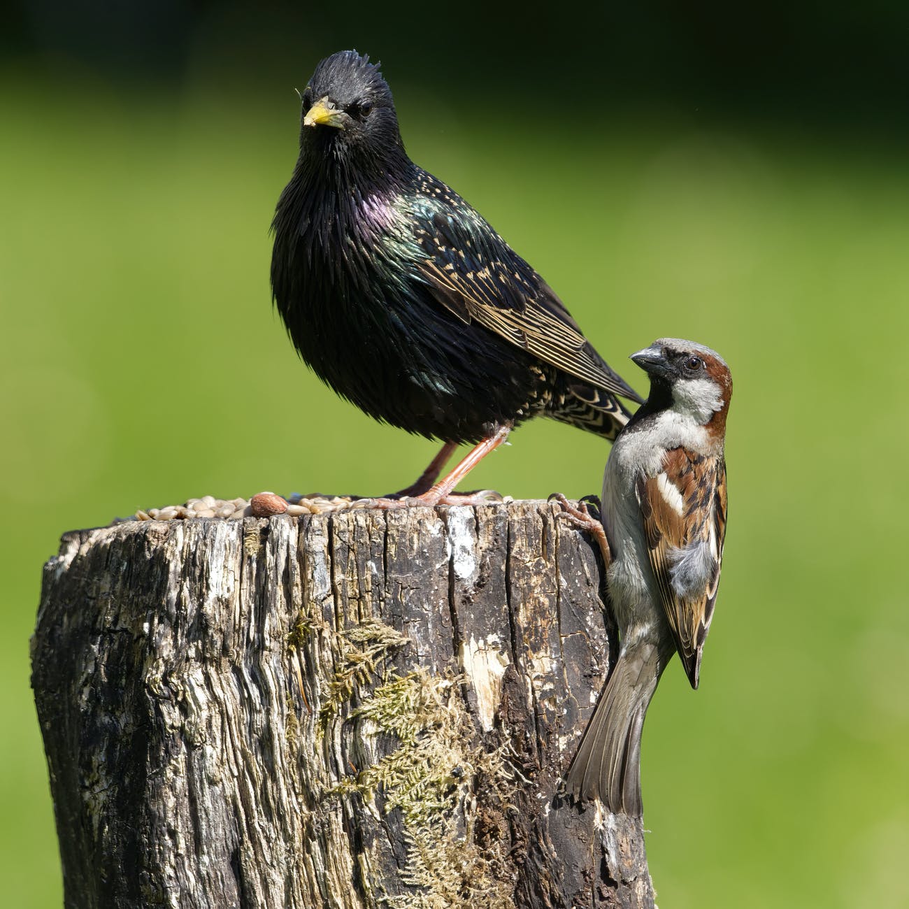 bird animal beak outdoors