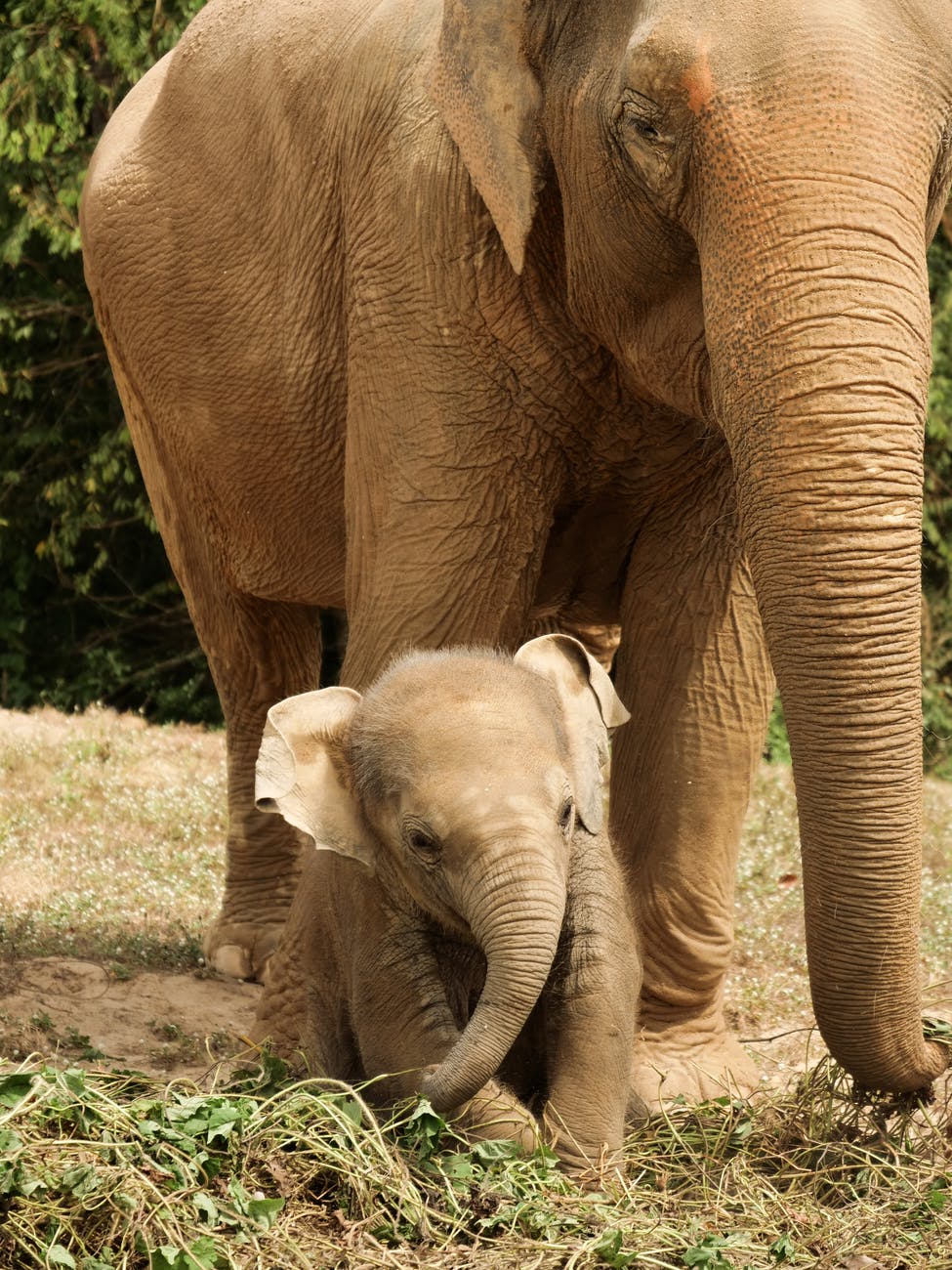 close up of elephant family