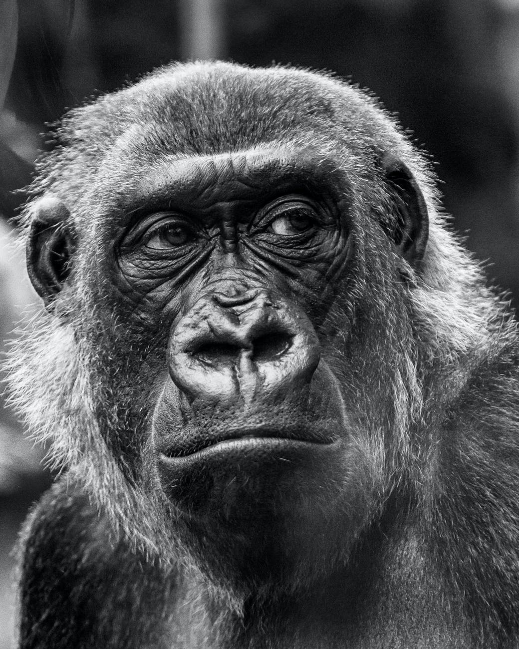 animal portrait of a gorilla