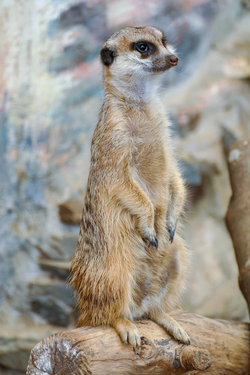 a furry meerkat standing on a wood
