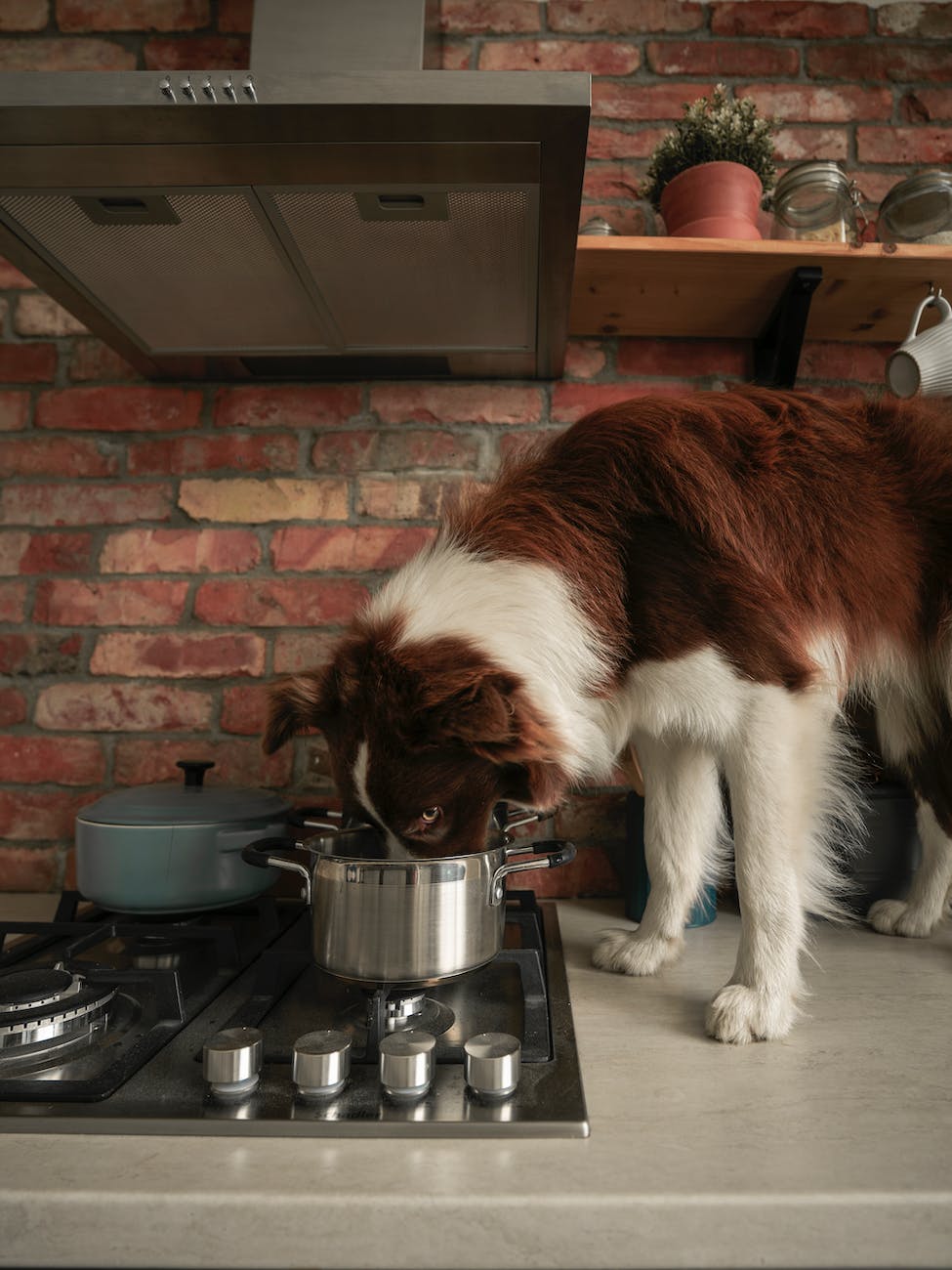 a brown and white dog eating on a cooking pot