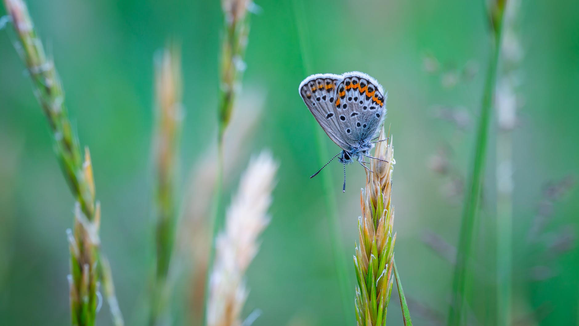 common blue butterfly perched on grass