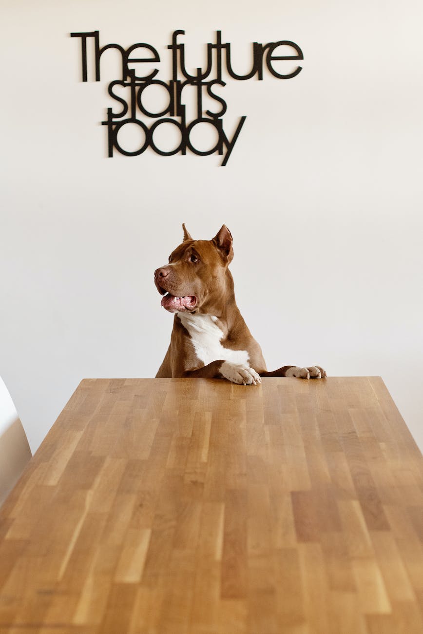 adorable purebred dog standing at wooden table and looking away