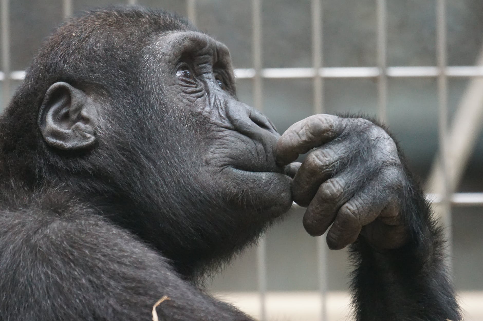 view ape thinking primate
