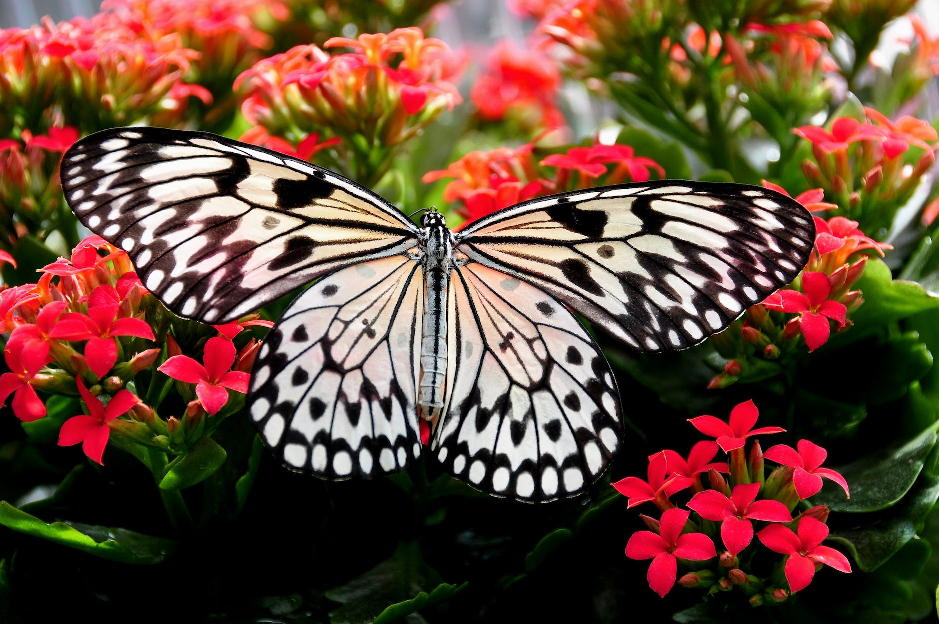 close up shot of paper kite butterfly perching on red flowers