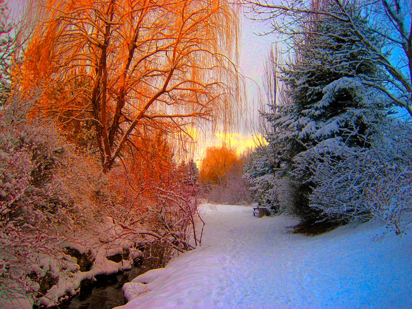orange and blue and white snow forest
