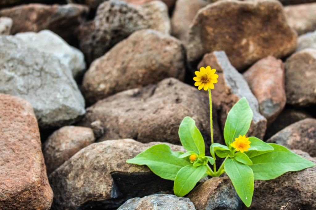 two yellow flowers surrounded by rocks