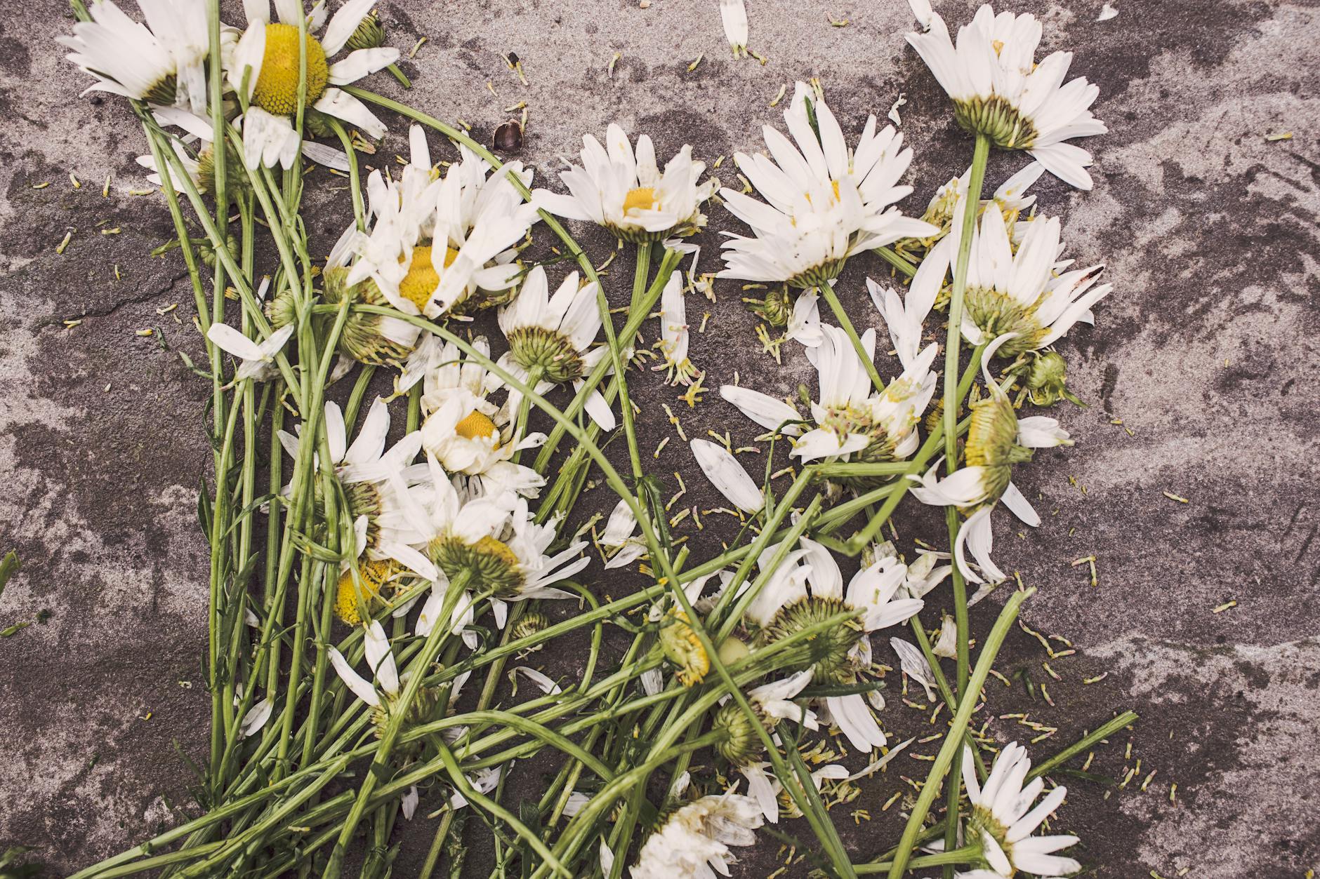 flowers marguerites destroyed dead