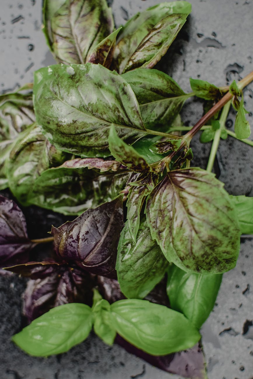 green basil leaves on concrete floor