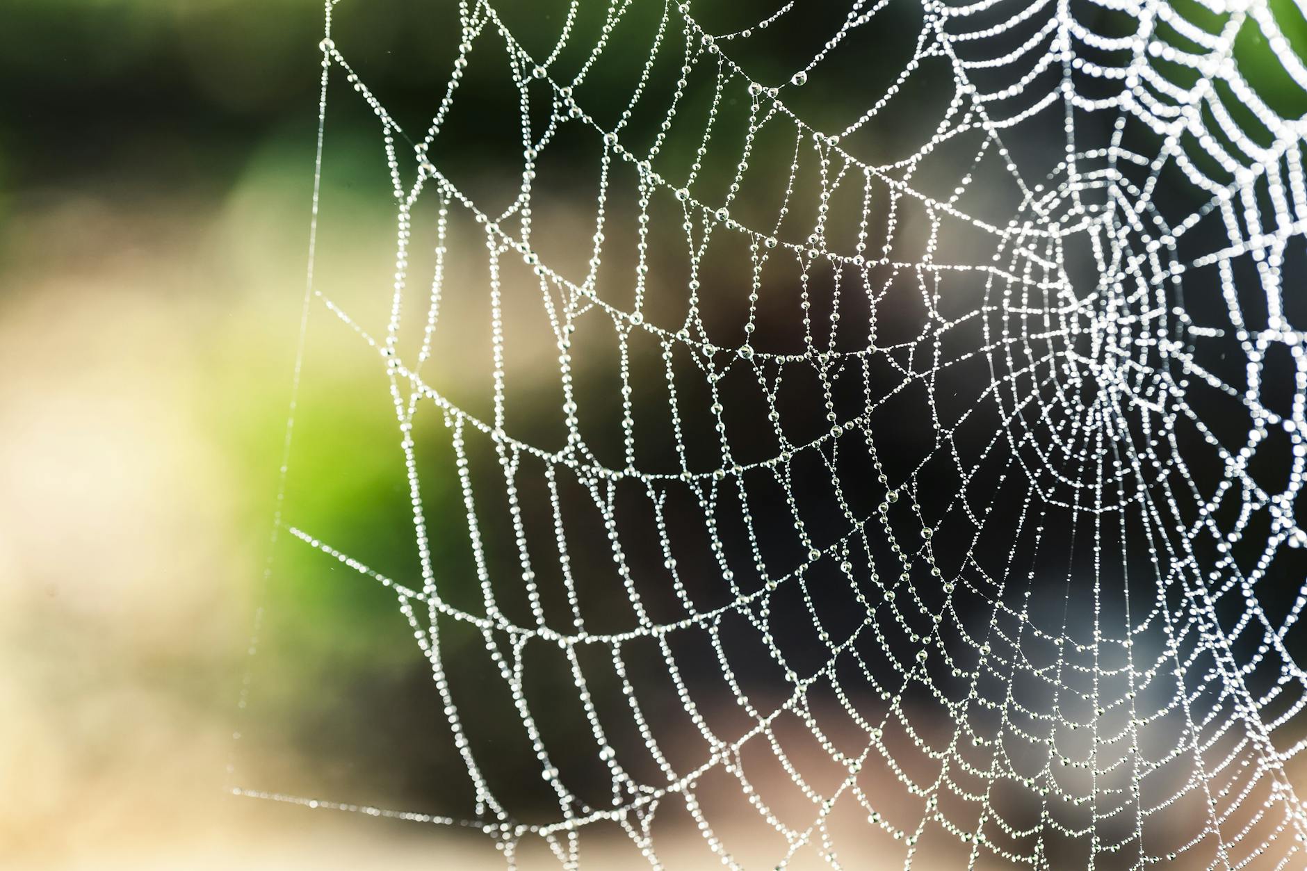 spider web selective focus photography